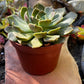 Echeveria Green Wheel
