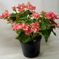 Begonia 'Reiger'