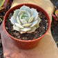 Echeveria Lola