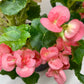 Begonia 'Reiger'