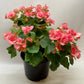 Begonia 'Reiger'