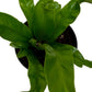 Bird's Nest 'Leslie' Fern