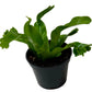 Bird's Nest 'Leslie' Fern
