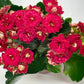 Kalanchoe 'Blossfeldiana'