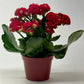 Kalanchoe 'Blossfeldiana'