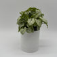 Syngonium Moonshine