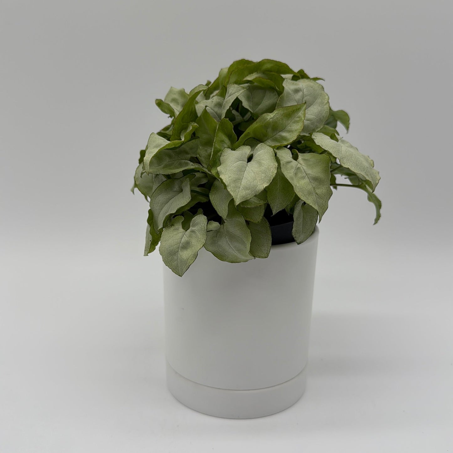 Syngonium Moonshine