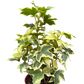 Variegated English Ivy | Trailing Plant with Cream & Green Leaves | House Plant Shop