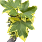 Variegated English Ivy | Trailing Plant with Cream & Green Leaves | House Plant Shop