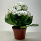 Kalanchoe 'Blossfeldiana'