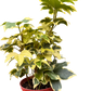 Variegated English Ivy | Trailing Plant with Cream & Green Leaves | House Plant Shop