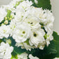 Kalanchoe 'Blossfeldiana'