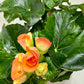 Begonia 'Reiger'