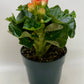 Begonia 'Reiger'