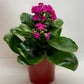 Kalanchoe 'Blossfeldiana'