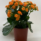 Kalanchoe 'Blossfeldiana'