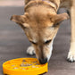 Sunflower eTray Shallow Slow Feeder Dog Bowl for Enrichment | USA Made