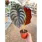 FREE SHIPPING Alocasia 'Red Secret' - features intricate metallic green and red-toned leaves with deep ridges and an ultra-glossy shine.