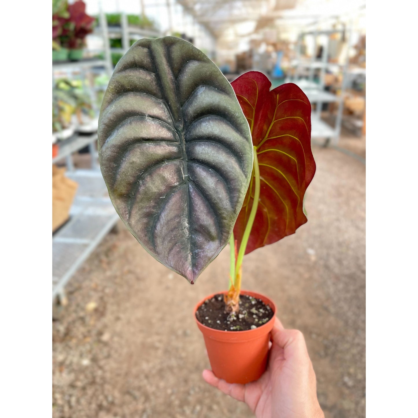 FREE SHIPPING Alocasia 'Red Secret' - features intricate metallic green and red-toned leaves with deep ridges and an ultra-glossy shine.