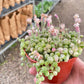 Succulent 'String of Pearls' Variegated