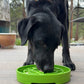 Garden Design eTray - Shallow Slow Feeder Dog Bowl for Enrichment | USA