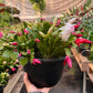 Zygocactus 'Christmas Cactus'