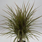 Bicolor Dracaena Marginata