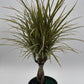 Bicolor Dracaena Marginata