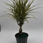 Bicolor Dracaena Marginata