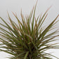 Bicolor Dracaena Marginata