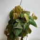 Philodendron Micans