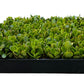 Jade Plant