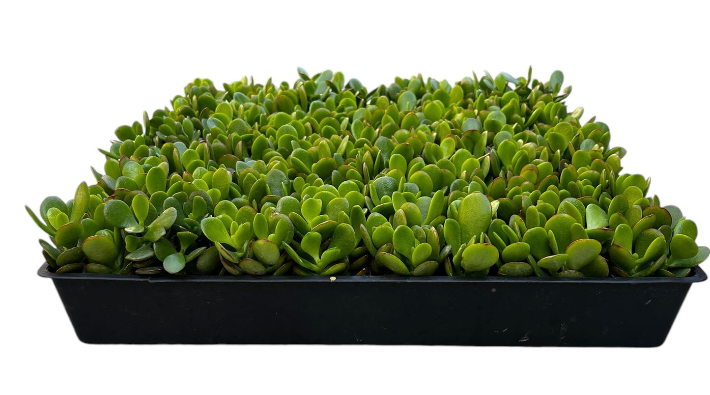 Jade Plant