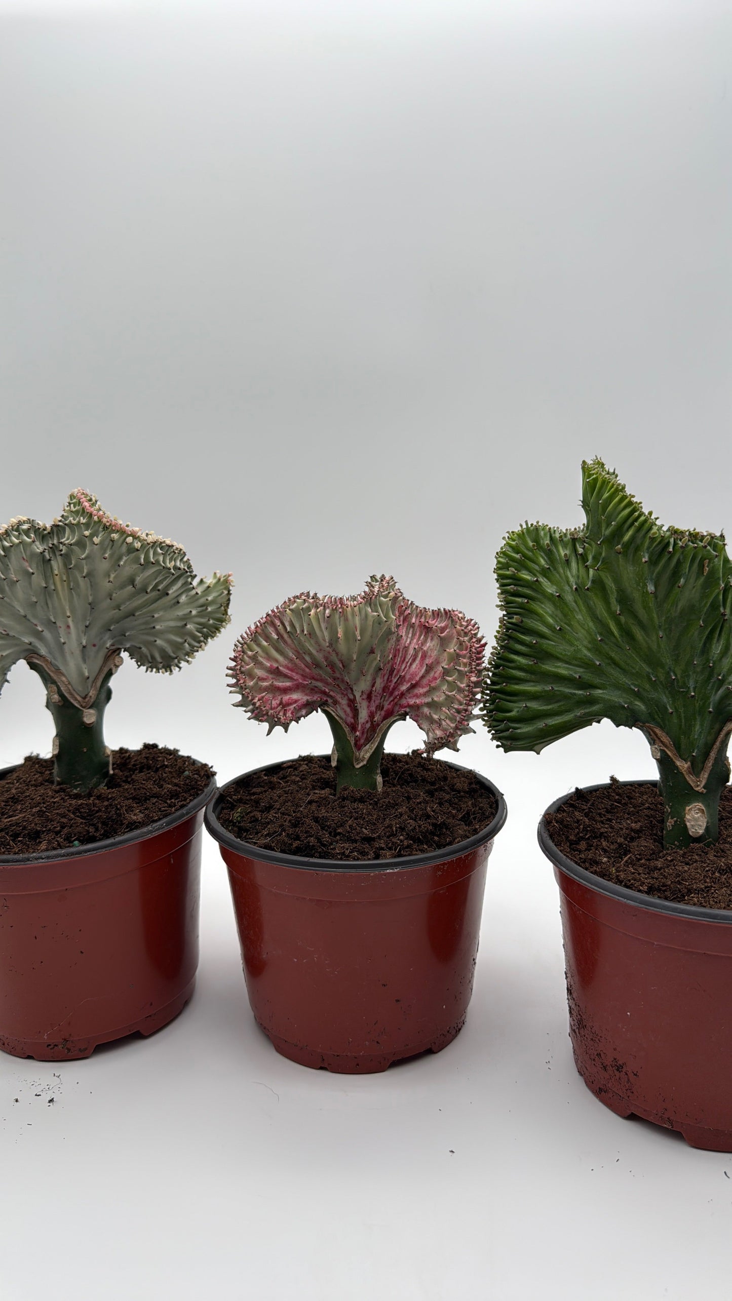 Mermaid Tail Cactus