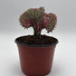 Mermaid Tail Cactus