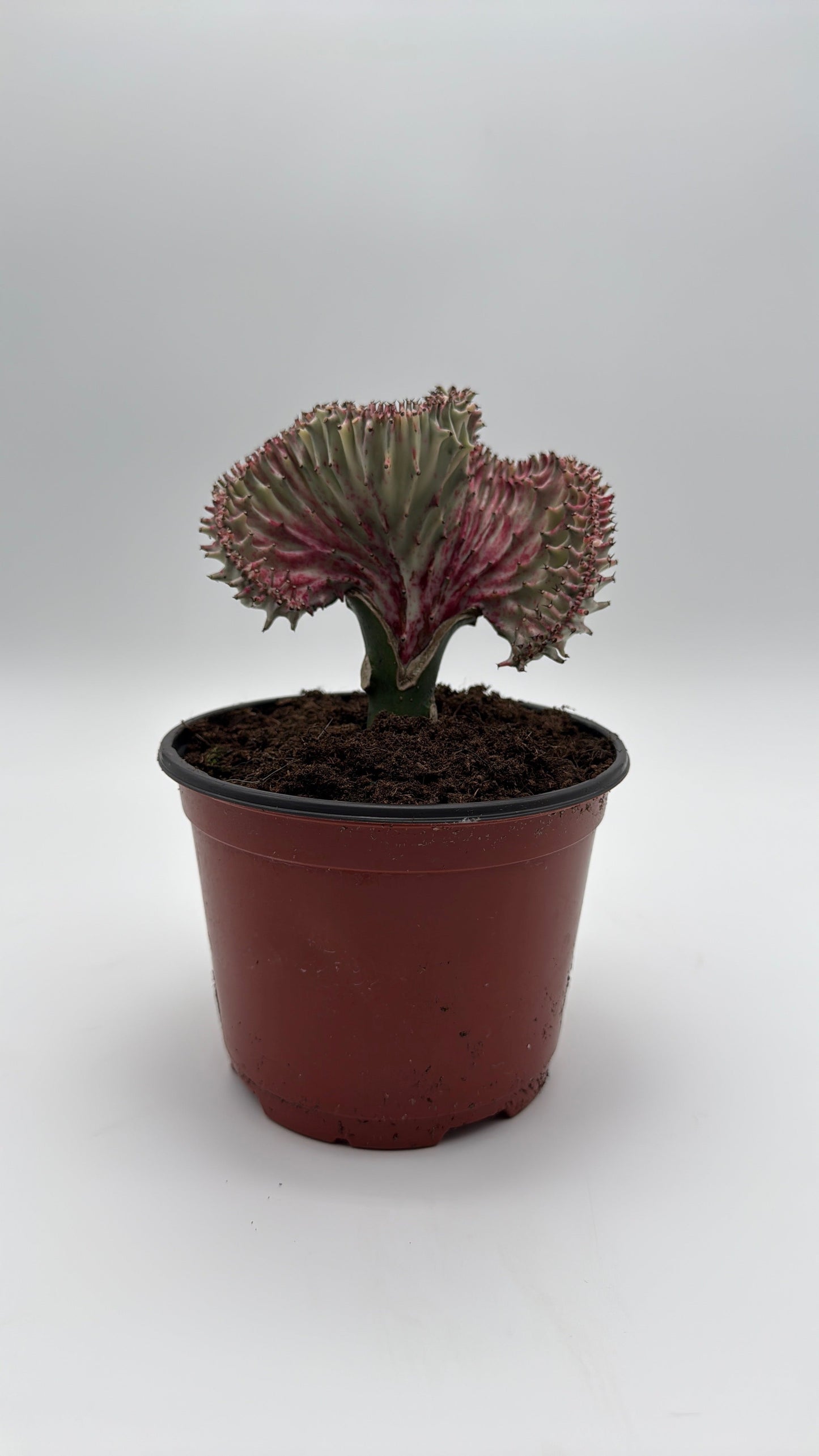 Mermaid Tail Cactus