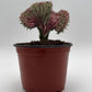 Mermaid Tail Cactus