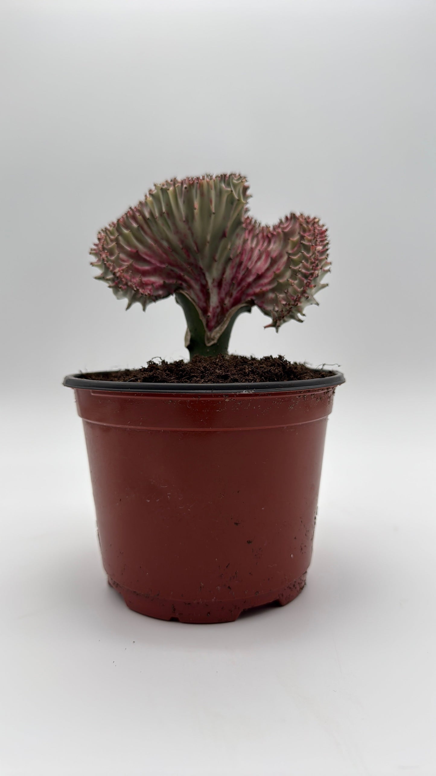 Mermaid Tail Cactus