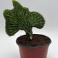 Mermaid Tail Cactus