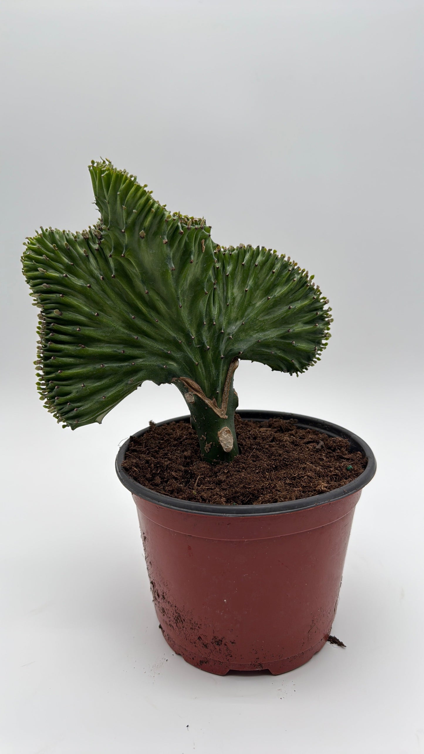 Mermaid Tail Cactus