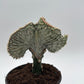 Mermaid Tail Cactus