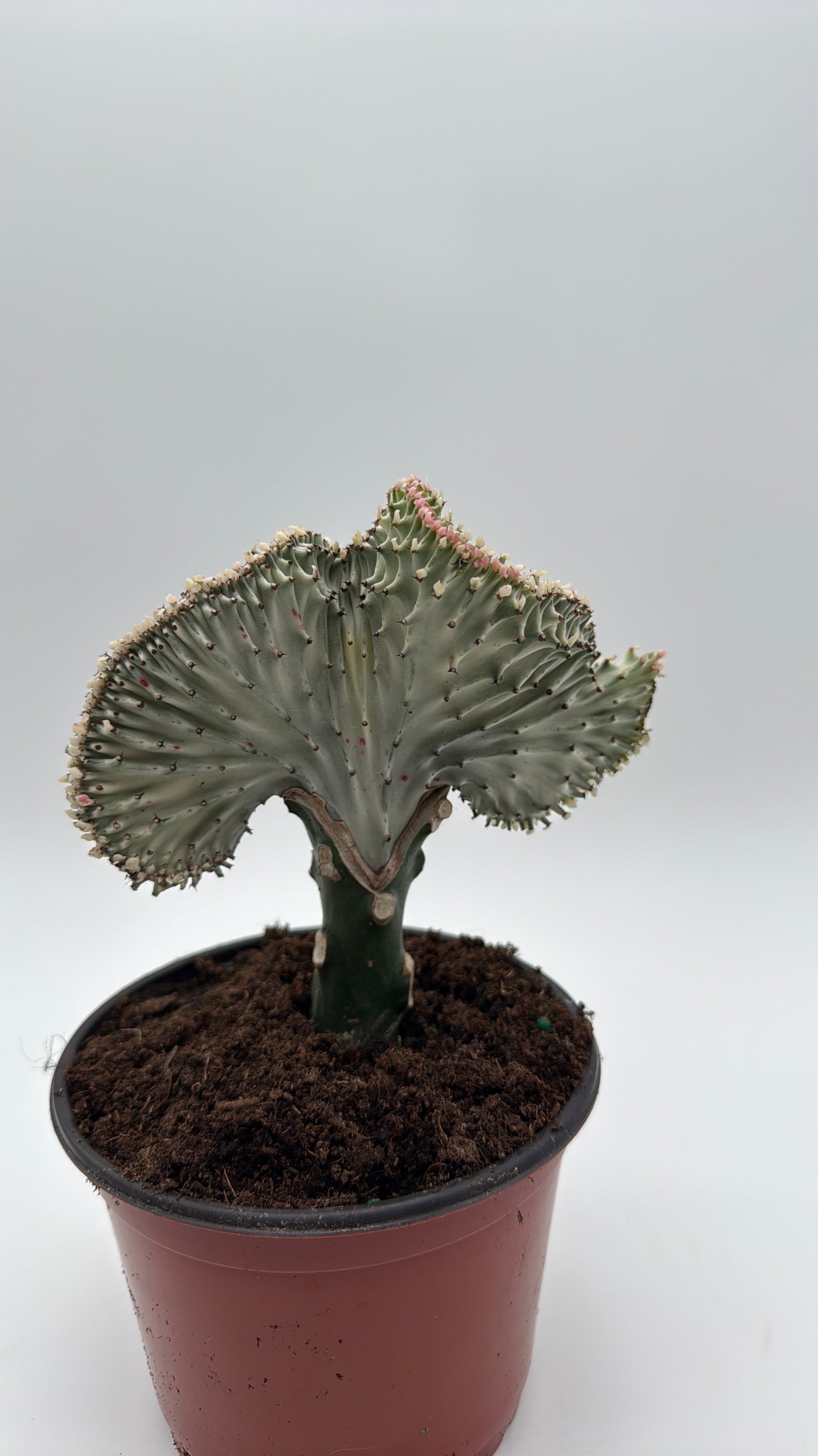 Mermaid Tail Cactus