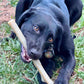 Durable Nylon Chew Stick for Power Chewers | Indestructible Dog Toy USA