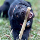 Durable Nylon Chew Stick for Power Chewers | Indestructible Dog Toy USA