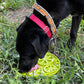 Citrus Design eMat - Enrichment Lick Mat For Dogs and Cats - with Suction Cups | USA Made