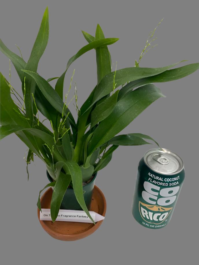 Oncidium Twinkle 'Fragrance Fantasy' Orchid - with multi spikes. A compact Oncidium with white flowers blooms that have a sweet scent!