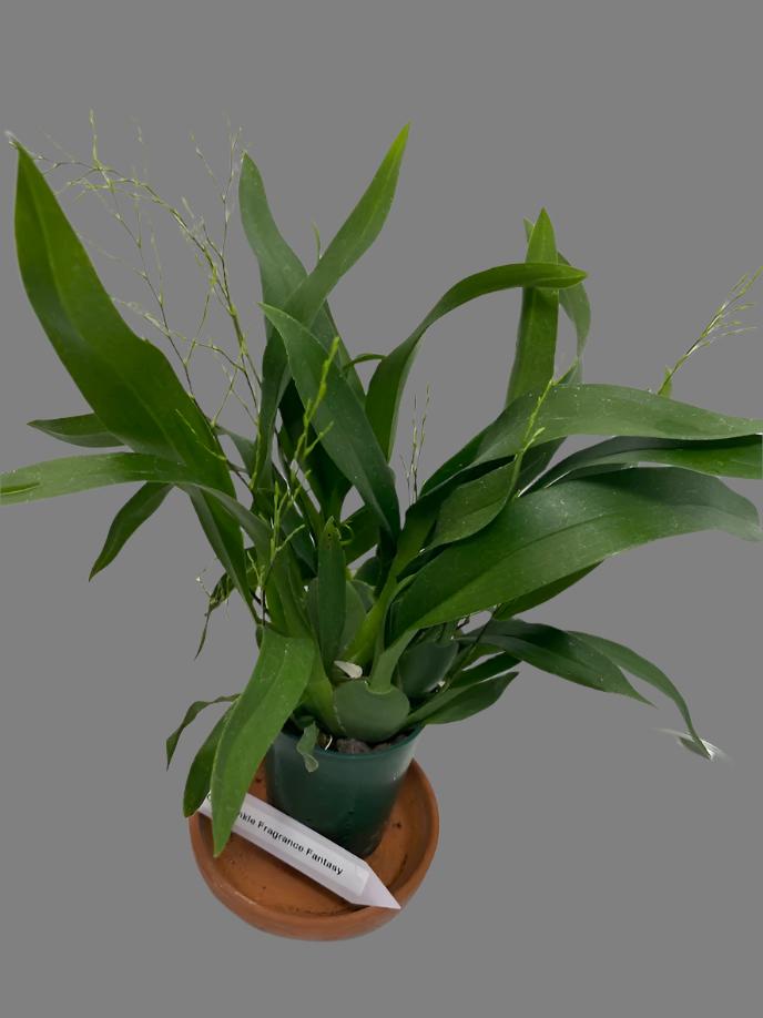 Oncidium Twinkle 'Fragrance Fantasy' Orchid - with multi spikes. A compact Oncidium with white flowers blooms that have a sweet scent!