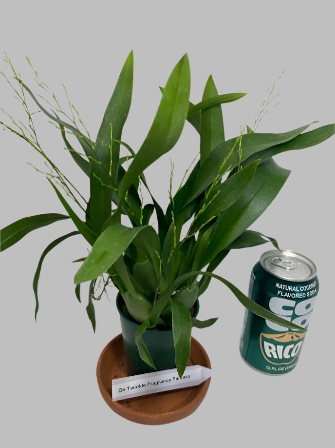 Oncidium Twinkle 'Fragrance Fantasy' Orchid - with multi spikes. A compact Oncidium with white flowers blooms that have a sweet scent!