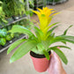 Bromeliad Guzmania 'Yellow' - 4" Pot