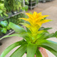 Bromeliad Guzmania 'Yellow' - 4" Pot